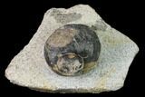 1.05" Ordovician Gastropod Fossil - Morocco - #164075-1